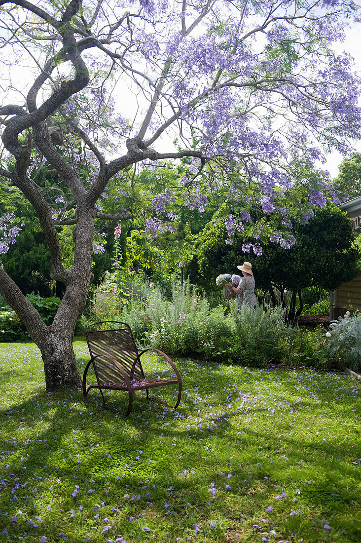 Violett blühender Baum in idyllisch sommerlichen Garten