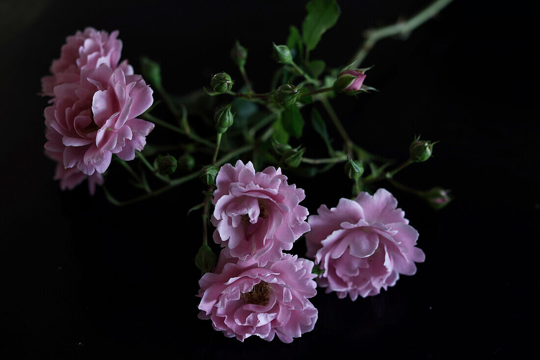 Rose blossoms