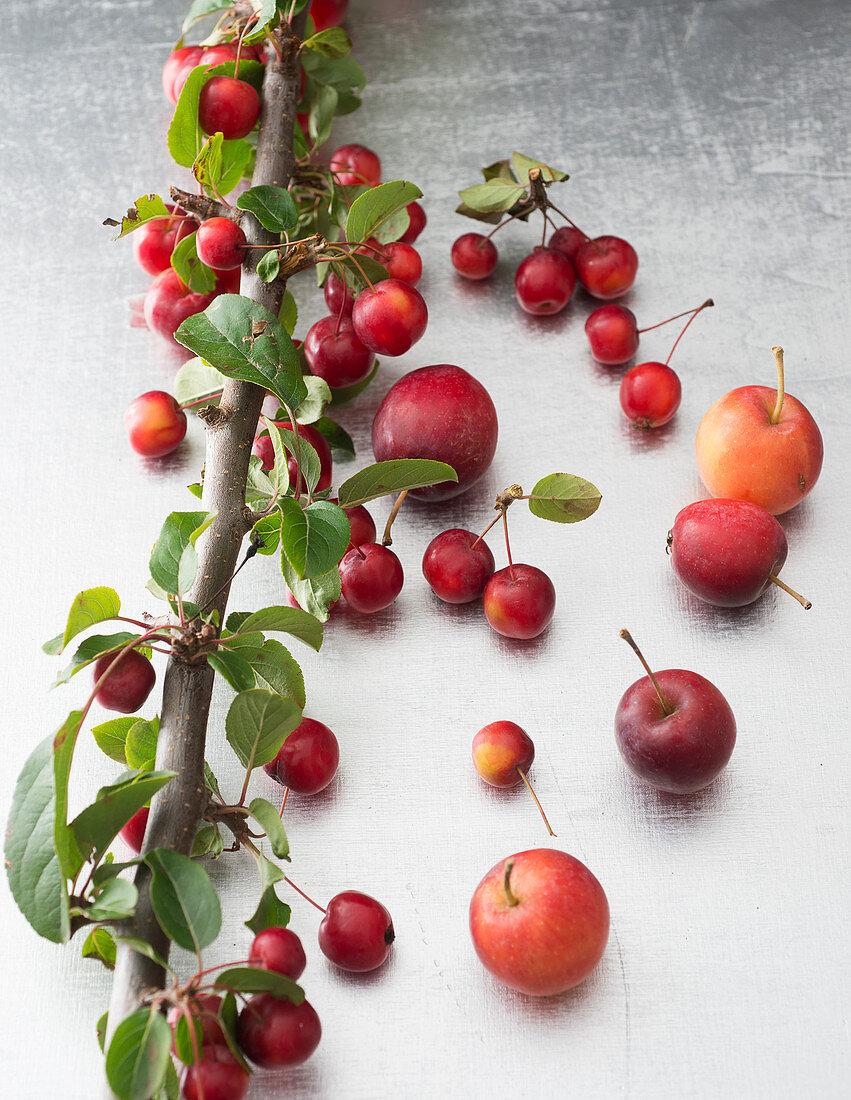 Äpfel und Miniäpfel am Ast als Dekomaterial für Gestecke und Tischschmuck