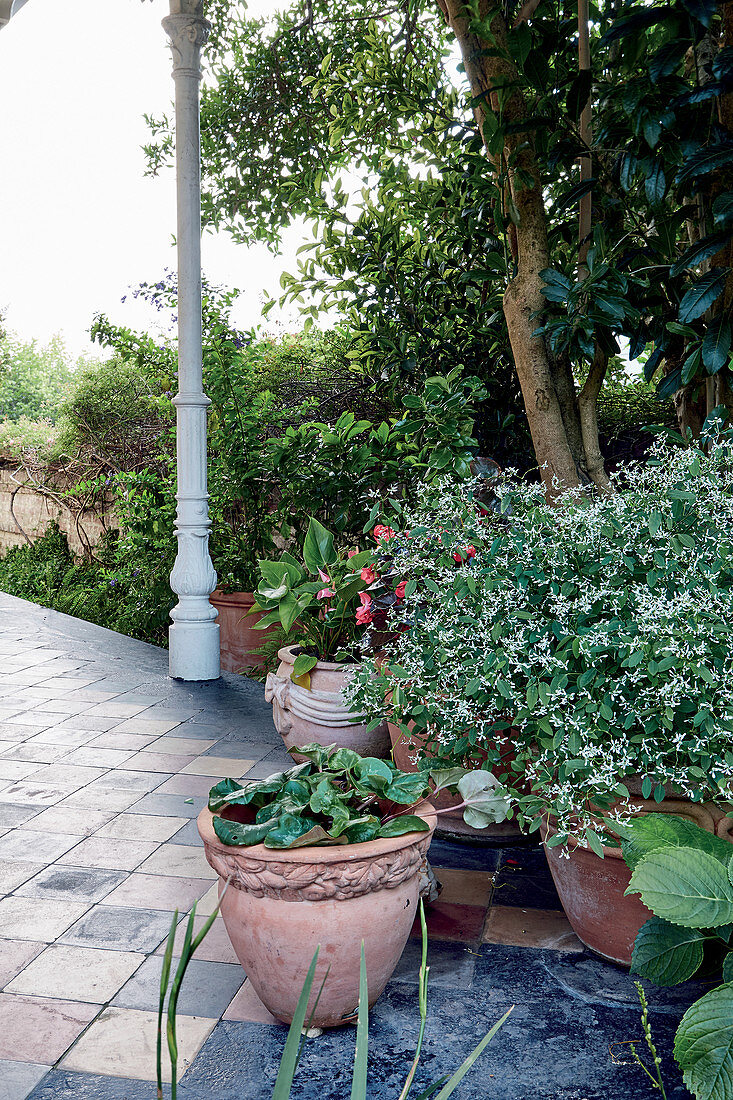 Flowering jasmine in planter on terrace