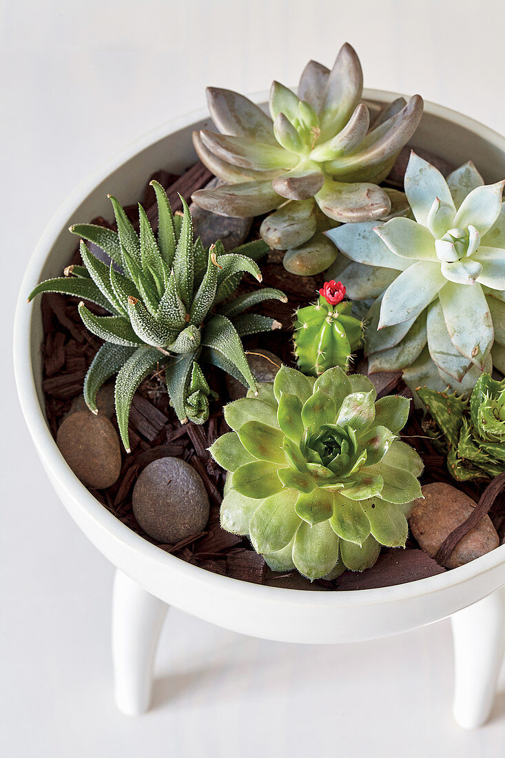 Round tray table used as planter for succulents