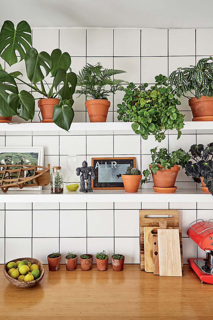 Various foliage plants in terracotta pots on shelves above kitchen worksurface