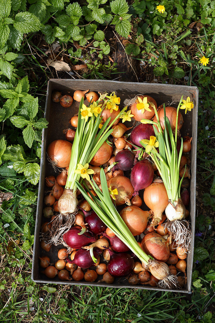 Blechbox mit Gemüsezwiebeln, Blumenzwiebeln und Narzissen