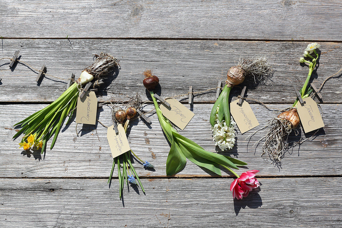 Spring flowers and their bulbs on wooden surface