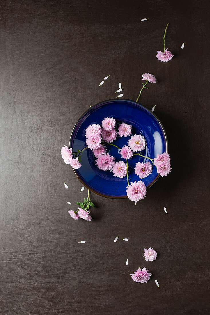 Rosafarbene Asternblüten in blauer Schale