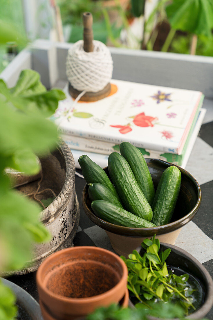 Fresh cucumbers in stoneware bowl on potting table