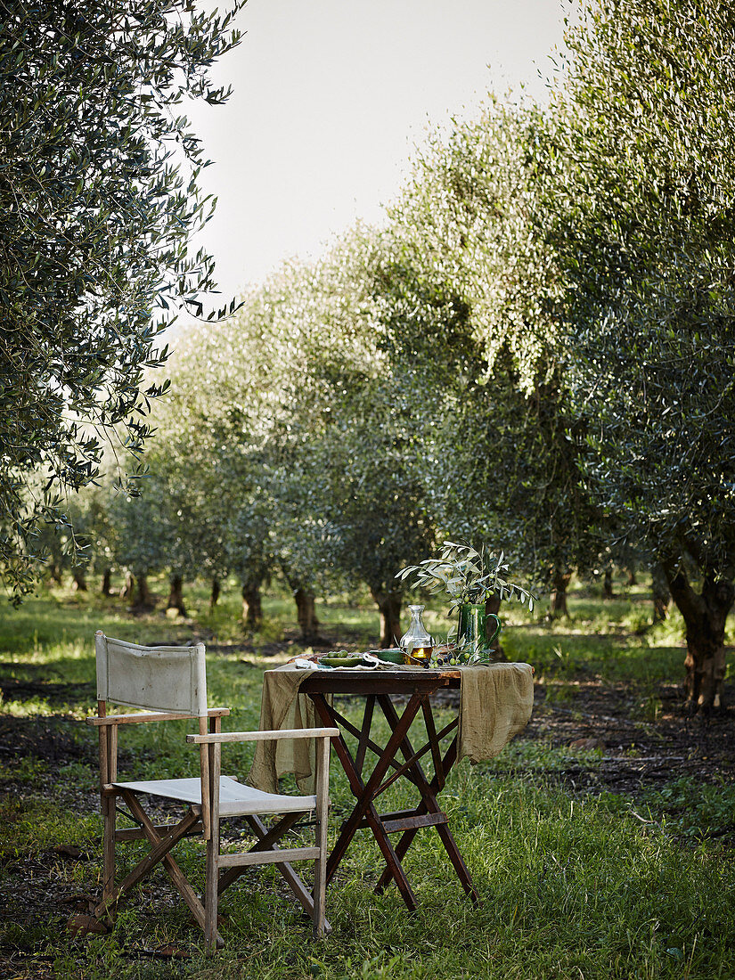 Gedeckter Tisch zwischen Olivenbäumen