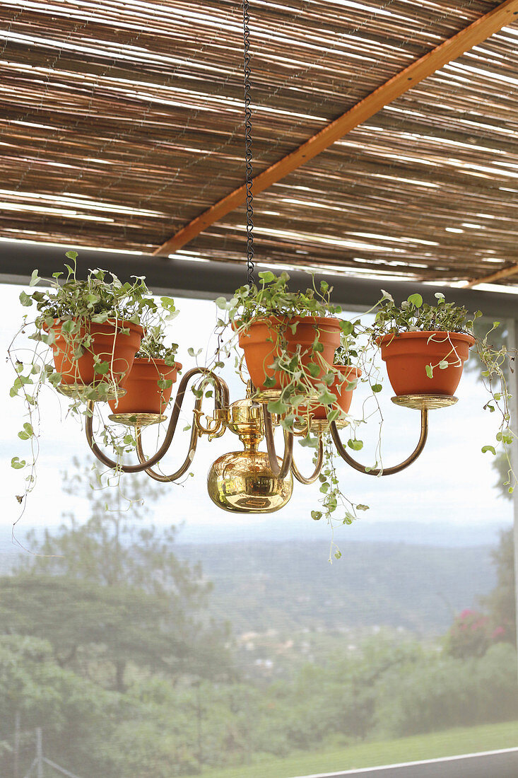 Old brass chandelier repurposed as decorative plant holder