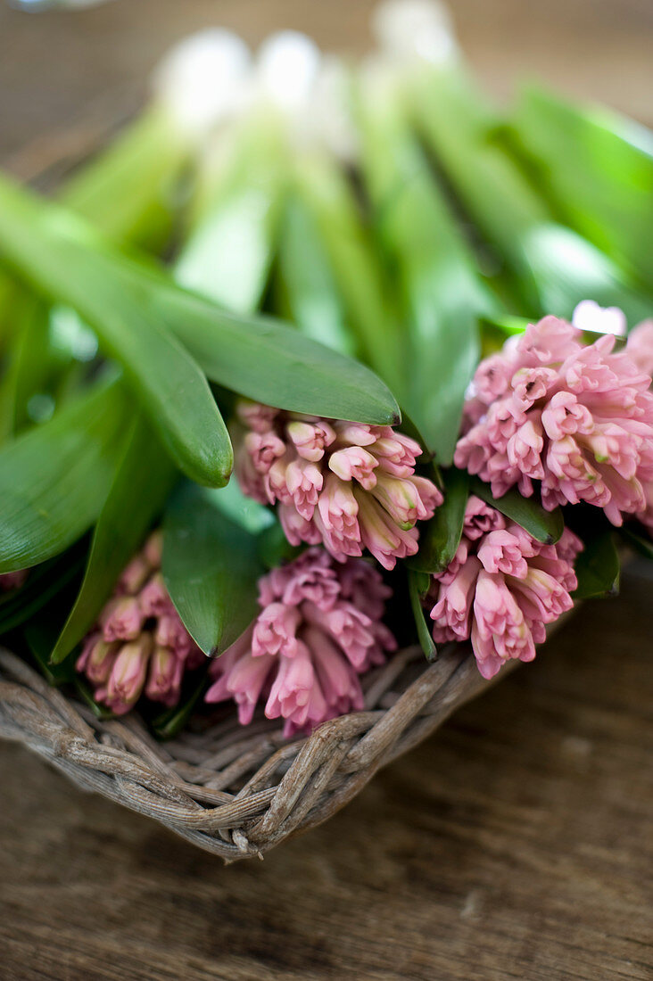 Cut pink hyacinths in wicker basket