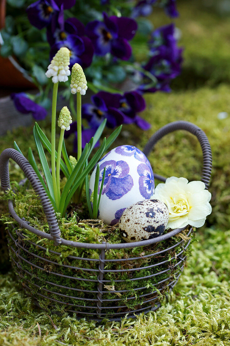 Basket with white grape hyacinth, primrose blossom and Easter eggs as an Easter basket