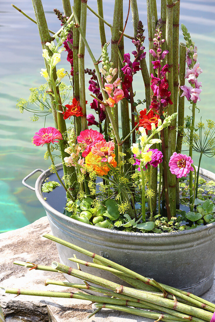 Arrangement of knotweed, snapdragons and zinnias in zinc tub