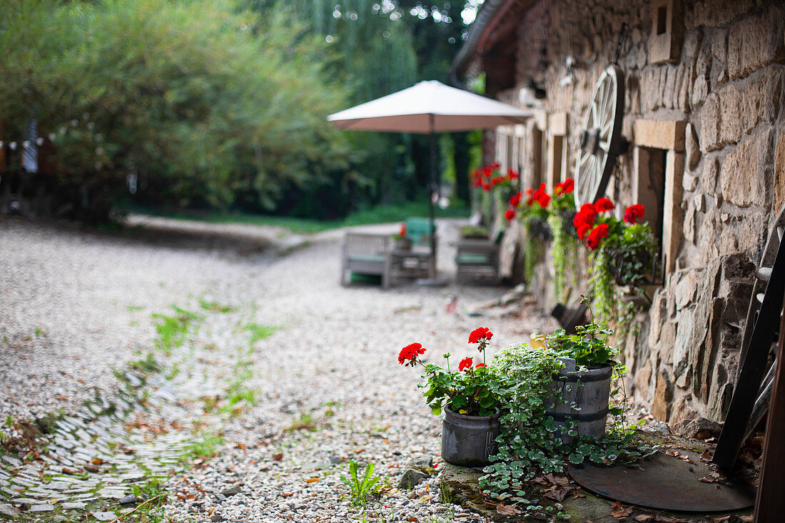 Flowering geraniums outside rustic stone house