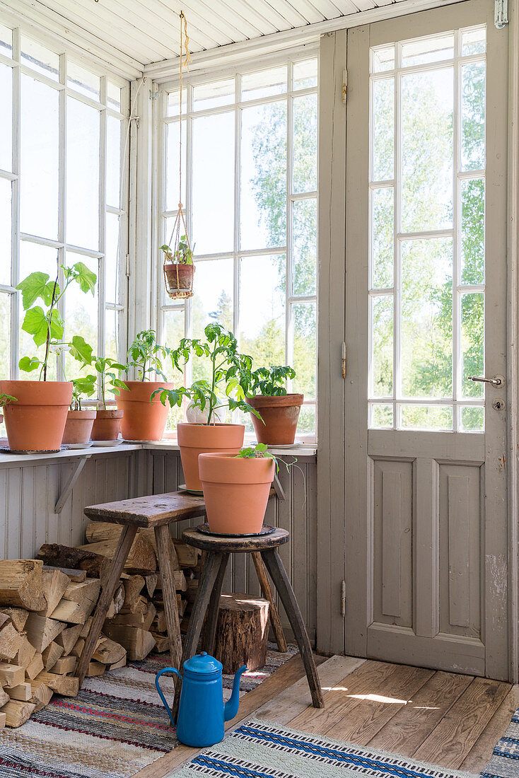 Terracotta plant pots on windowsill and on stool in conservatory