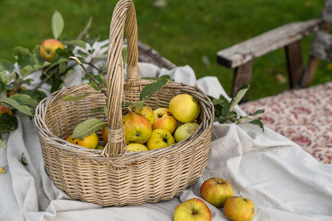 Weidenkorb mit frisch geernteten Äpfeln im Garten