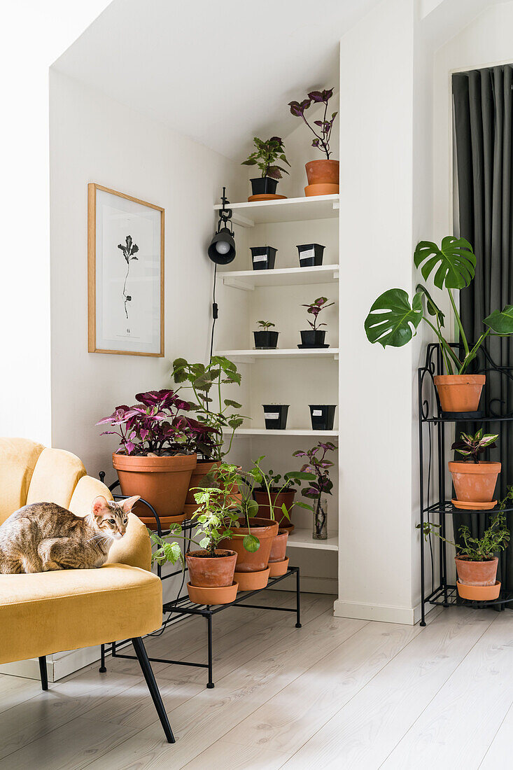 Many houseplants and cuttings on plant stand and on shelf; armchair with cat in foreground
