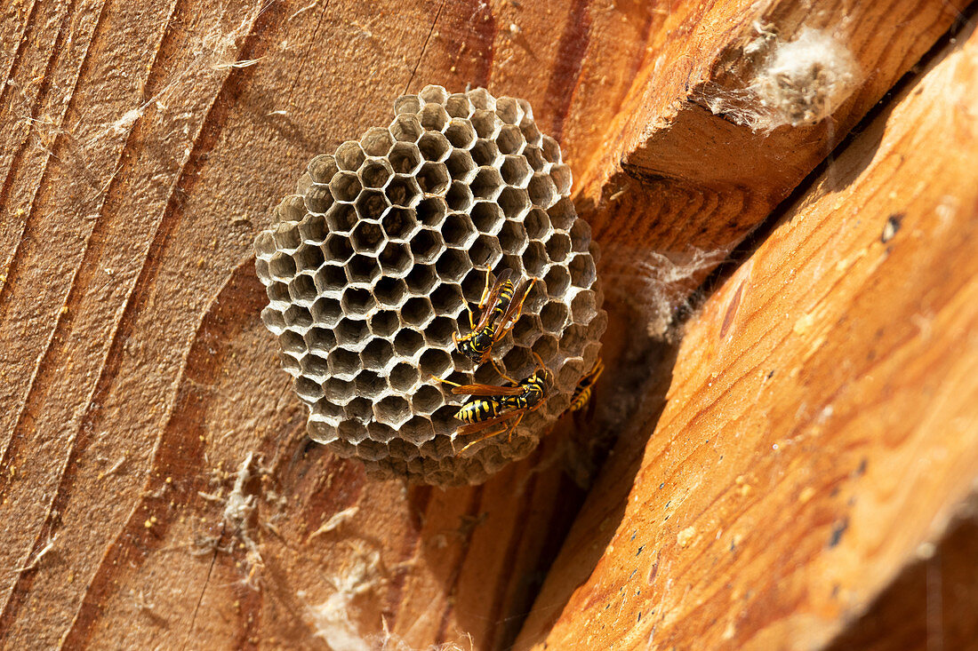 Field wasps at a wasp nest