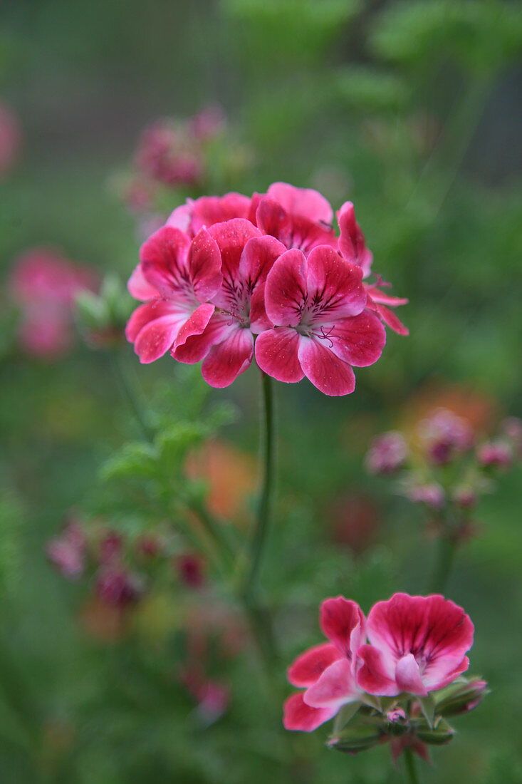 Geranium blossom - 'Mrs. Ninon' is a geranium with a floral-fruity scent