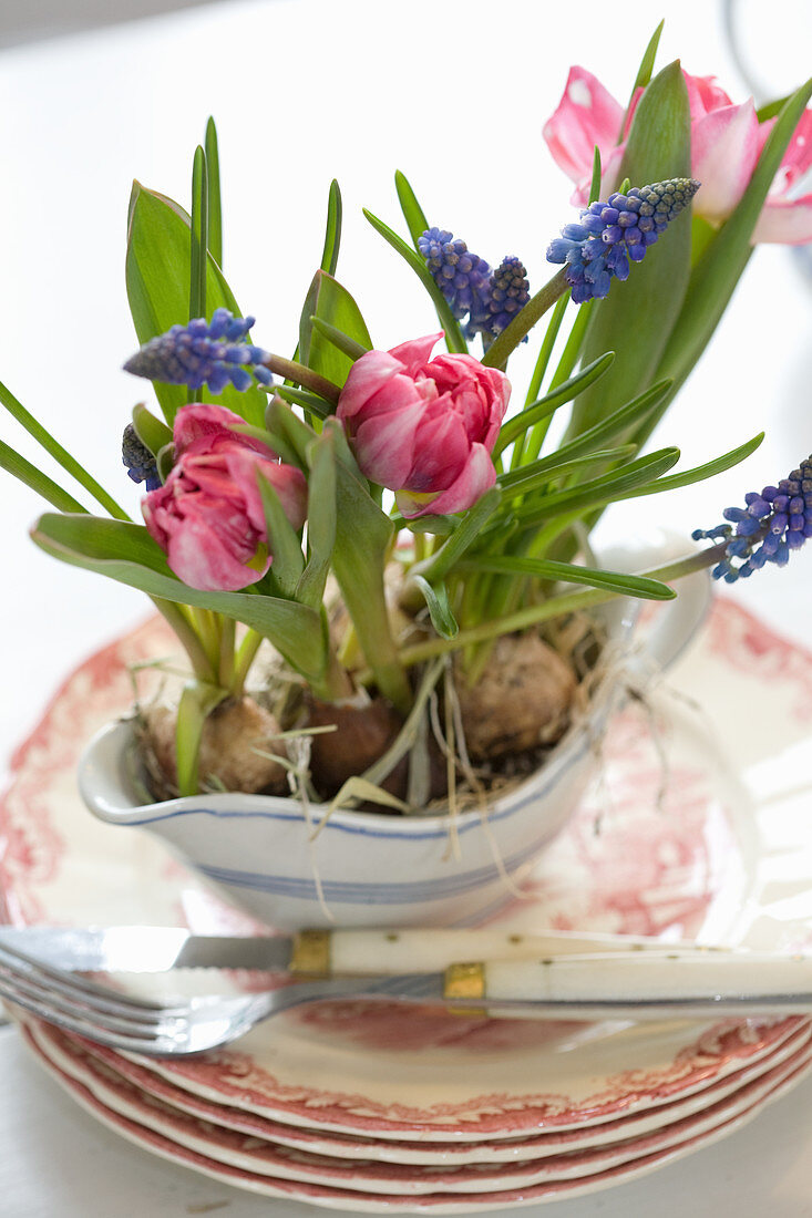 Tulpen und Traubenhyazinthen in Sauciere als Tischdeko