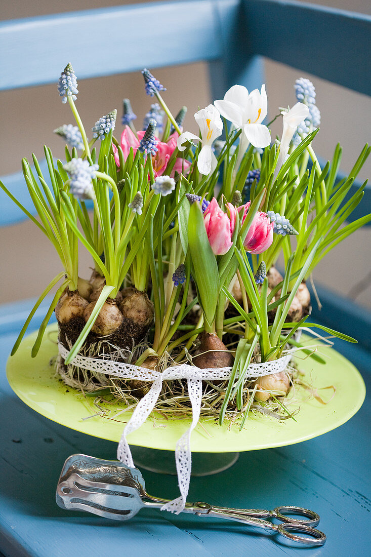 Cake-shaped arrangement of tulips, grape hyacinths and reticulated iris