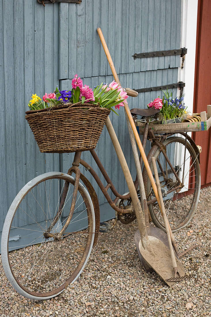 Old bicycle, spring flowers and gardening equipment