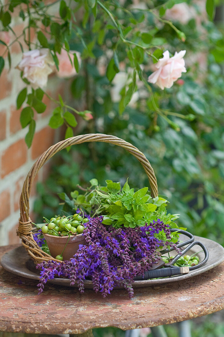 Basket of salvia flowers, oregano, unripe cherries, scissors and florists' wire