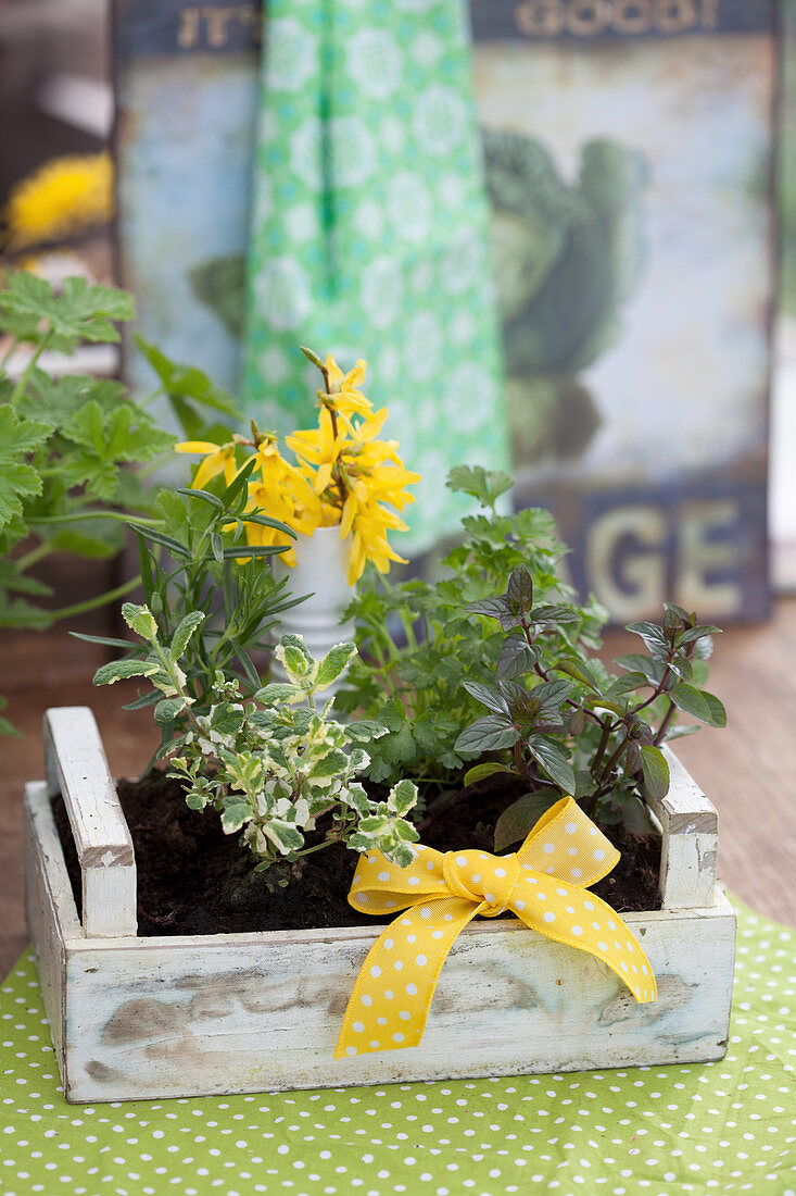 Herb plants and yellow bow in small wooden crate: mint, apple mint, parsley and rosemary