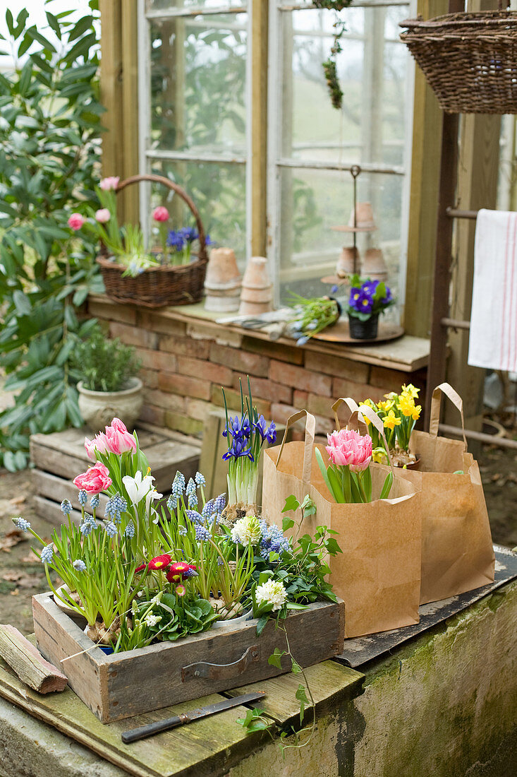 Frühlings-Arrangement auf der Terrasse mit bepflanzter Schublade