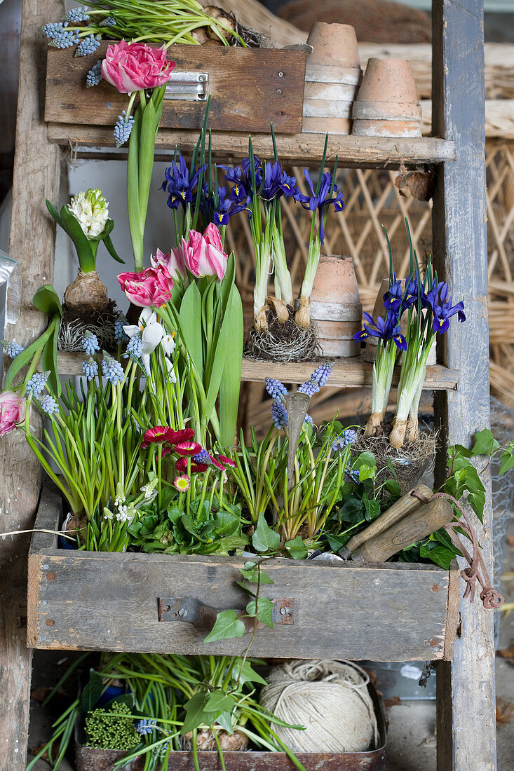 Frühlingserwachen mit Netziris, Tulpen, Traubenhyazinthen, Tausendschön und Hyazinthe