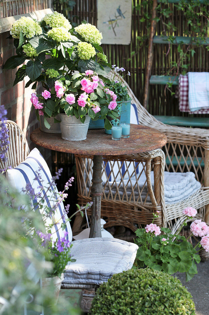 Comfortable seating area surrounded by hydrangeas, busy Lizzies, geraniums and box