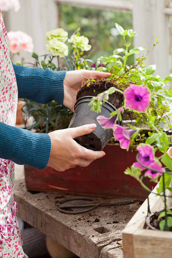 Removing bedding plants from plastic pots