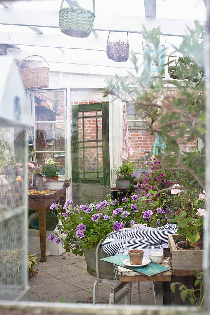 Plants overwintering in small conservatory with potting table and zinc tub f petunias