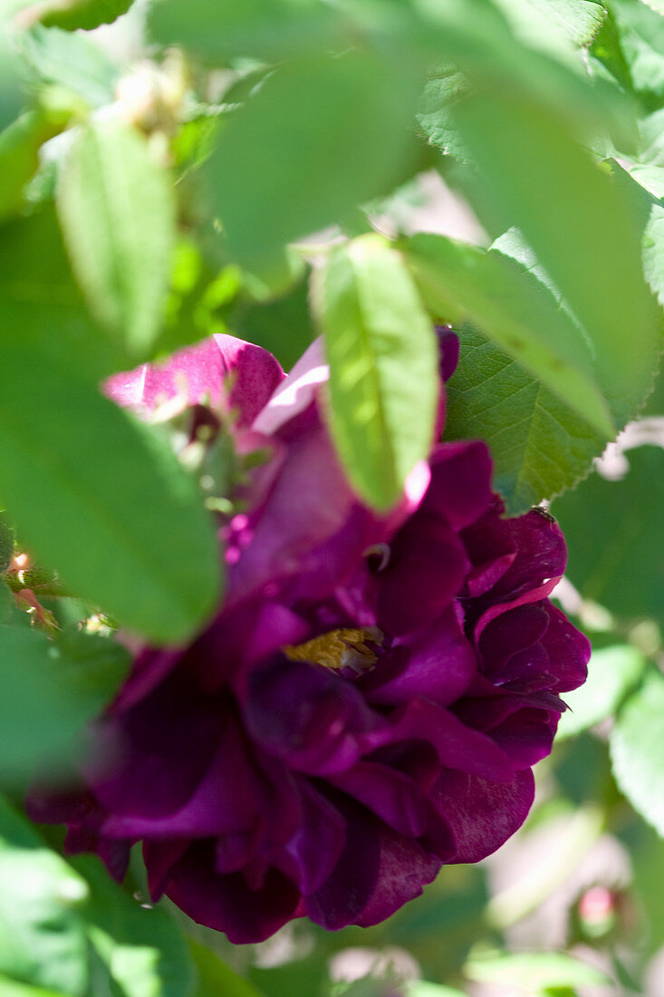 Blüte von Gallica-Rose 'Tuscany Superb'