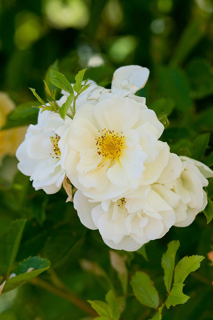 White flowers of shrub rose 'Schneewittchen'