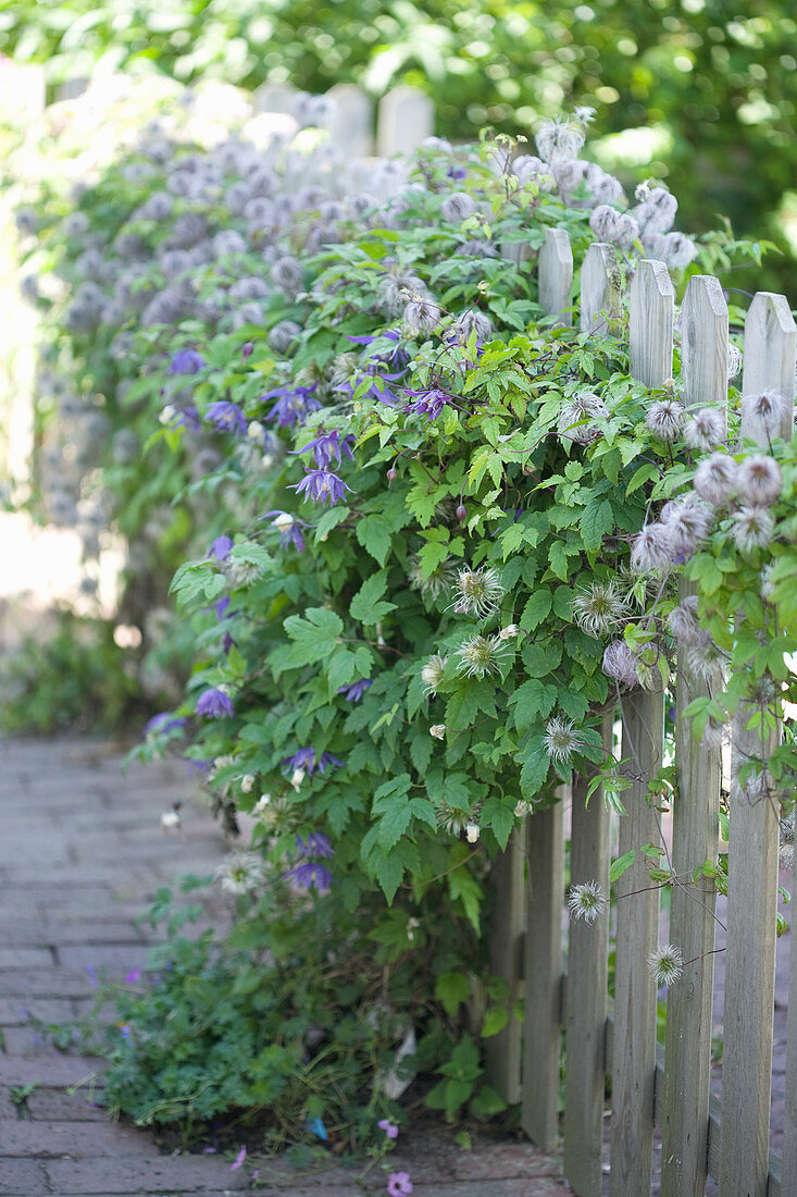 Alpen-Waldrebe am Gartenzaun