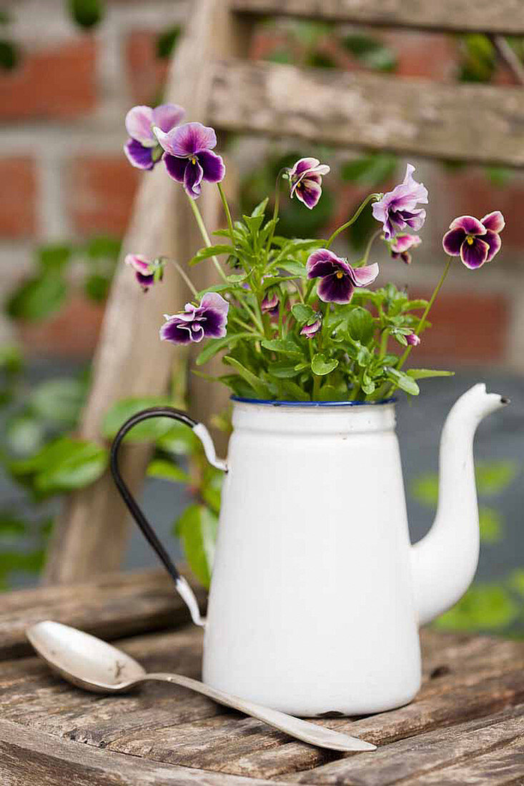 Enamel coffee pot planted with violas