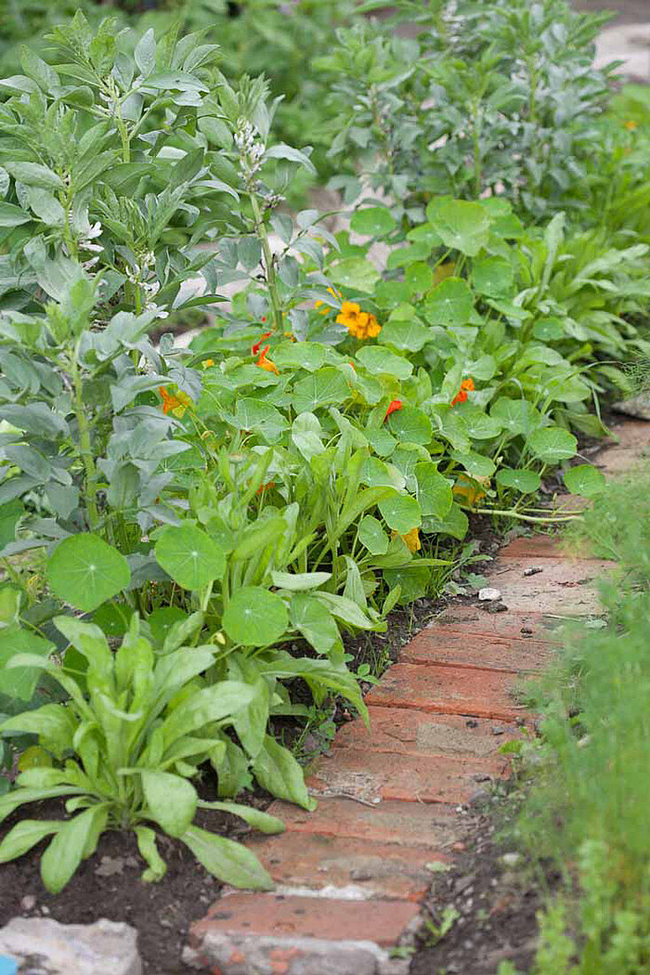 Mixed cultivation of broad beans, nasturtiums and marigolds
