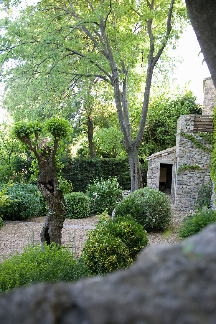 Boxwood balls in a garden with a gravel bed around a natural stone house