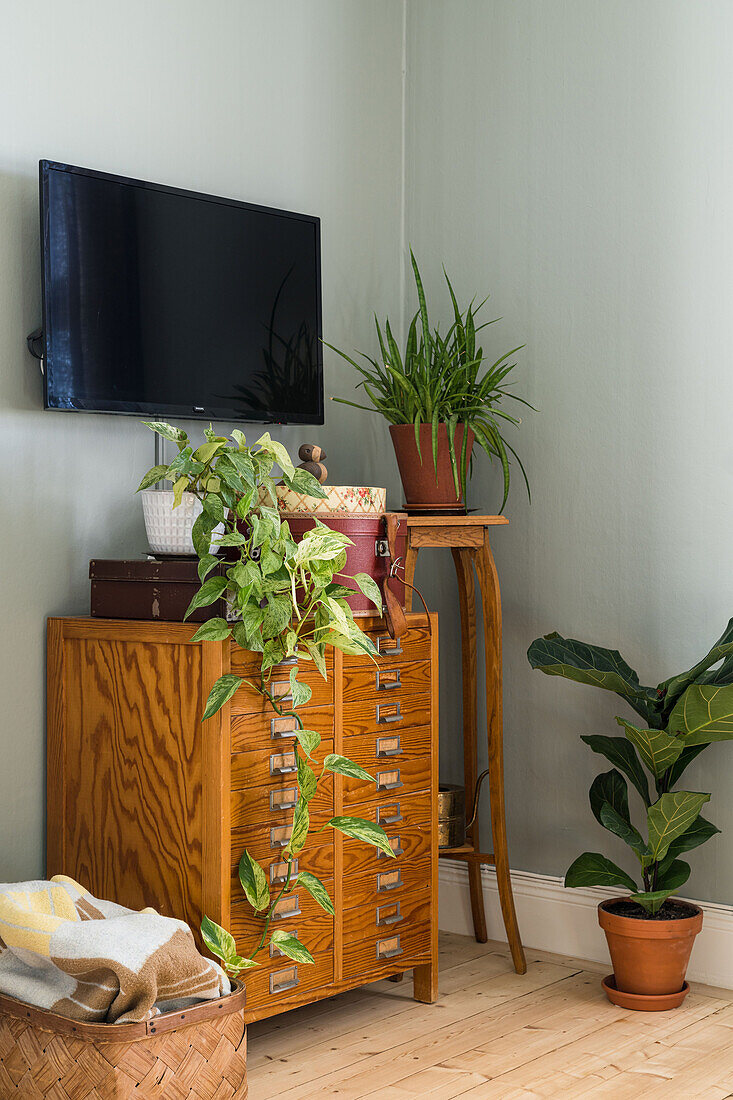 Television above houseplants and chest of drawers