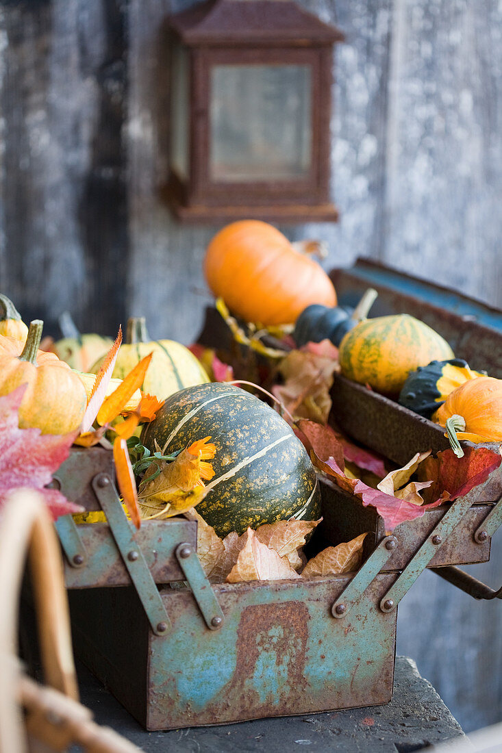 Speisekürbisse und Zierkürbisse mit Herbstlaub in alter Werkzeugkiste