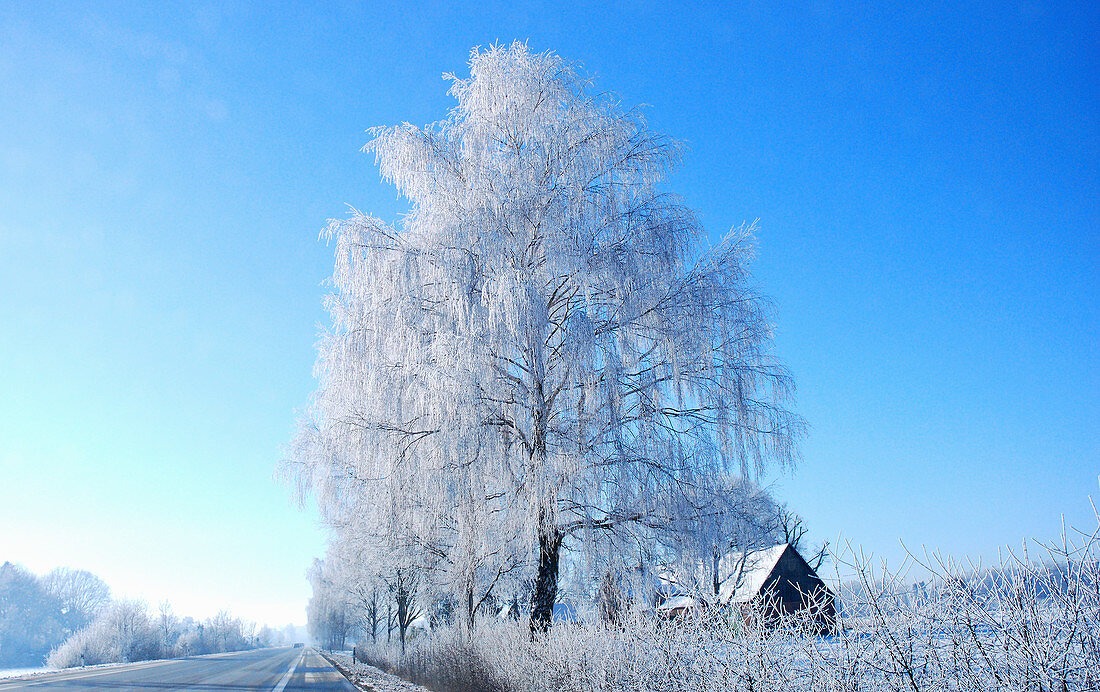Baum und Haus in Winterlandschaft