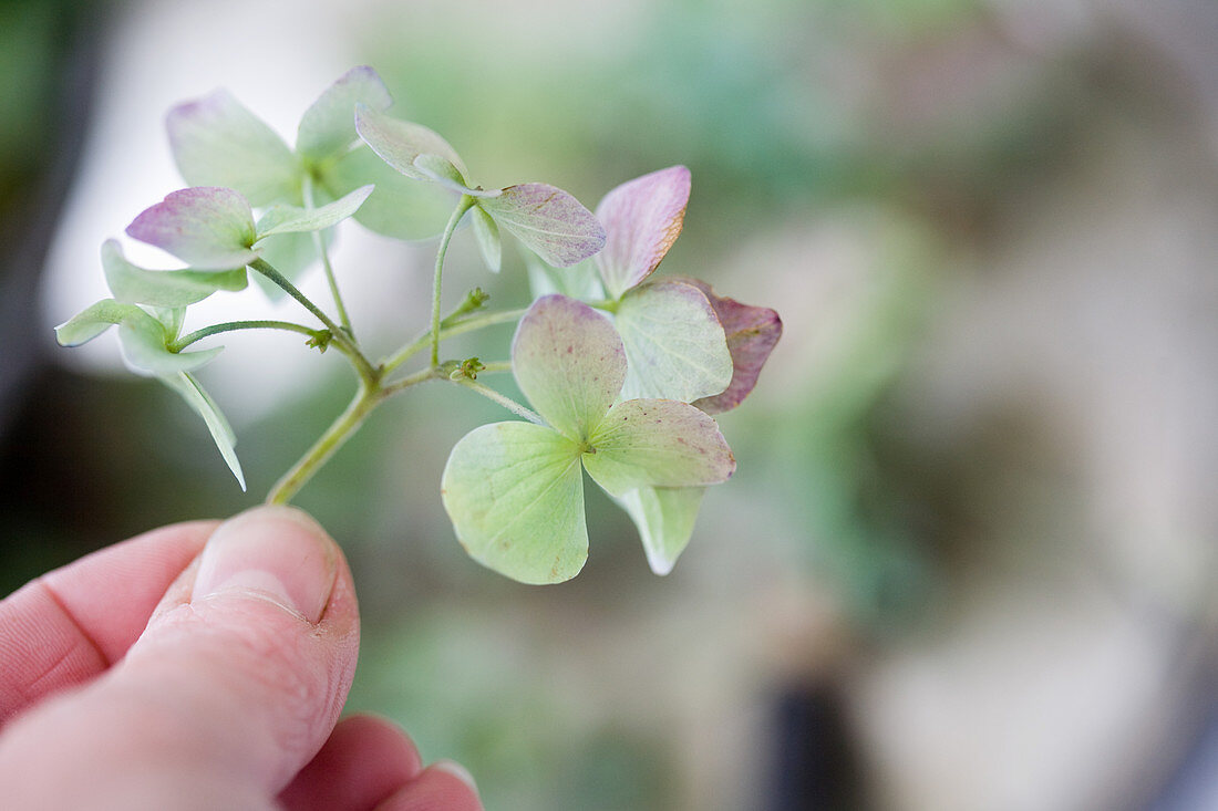 Hand hält Hortensienblüte