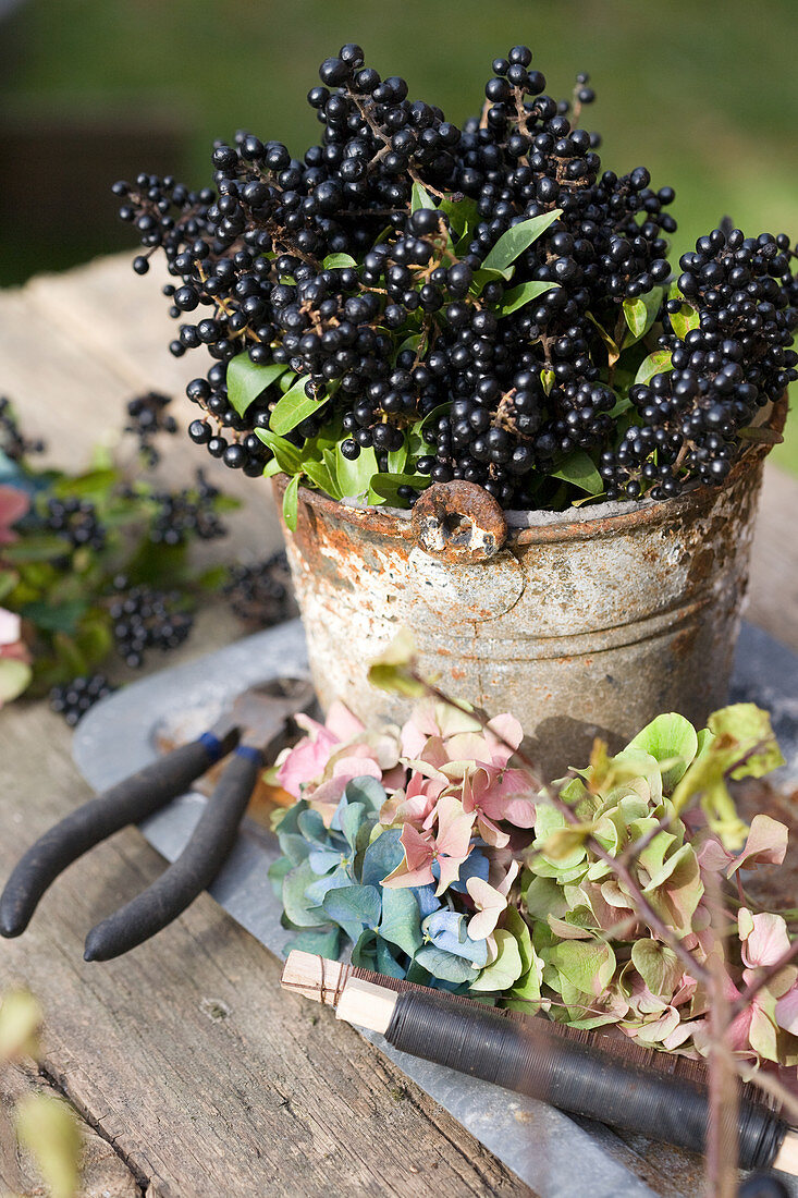 Privet berries and hydrangea blossoms