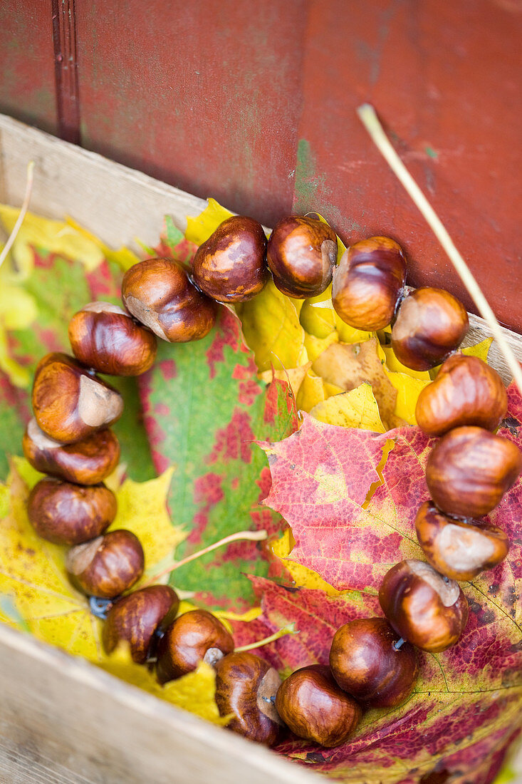 Autumn wreath made of chestnuts on colorful autumn leaves