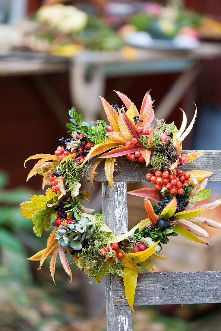 Bunter Herbstkranz aus Herbstlaub und Beeren Blättern von der Esskastanie, Ligusterbeeren, Moos, Pfaffenhütchen, Lärchenzapfen, Ebereschenbeeren, Eichenblätter, Buchs, Hortensie.