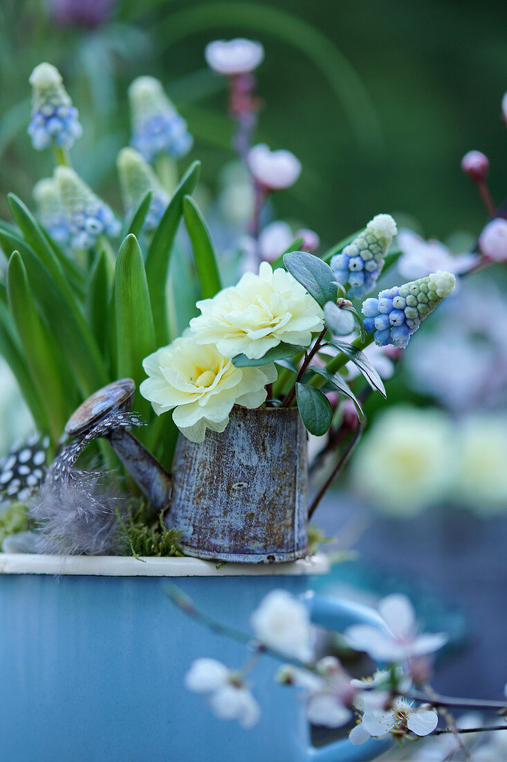 Traubenhyazinthe im blauen Emaillebecher, Blüten von gefüllter Primel in Minigießkännchen