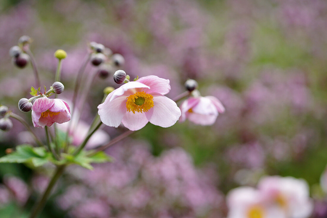 Blooming autumn anemone
