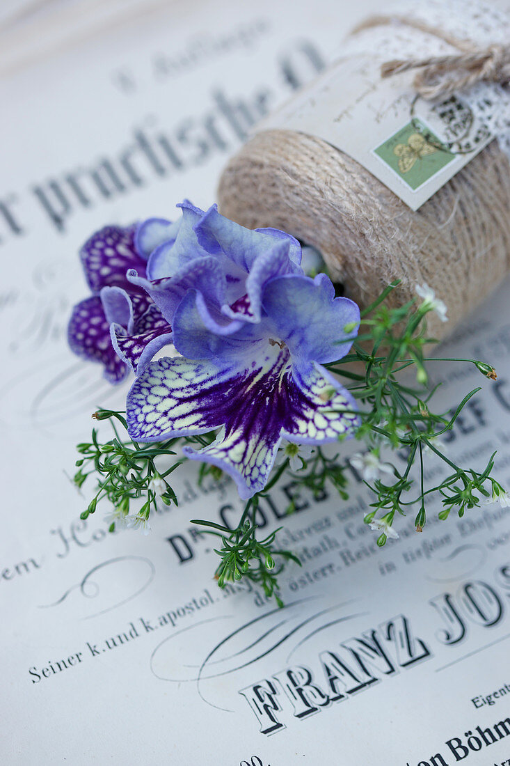 Purple Cape primrose flowers and dwarf gypsophila in reel of thread