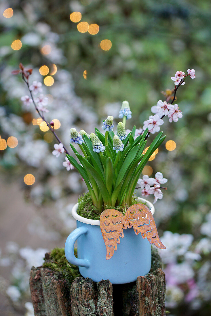 Grape hyacinths in pale blue enamel mug decorated with cherry plum blossom and angel wings