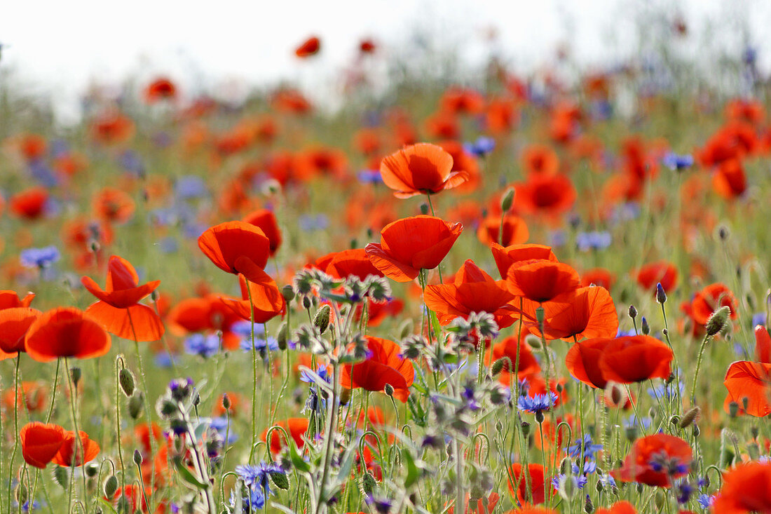 Blumenwiese mit Klatschmohn und Kornblumen