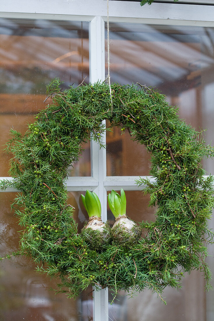 Wreath of juniper with hyacinth bulbs on glass door